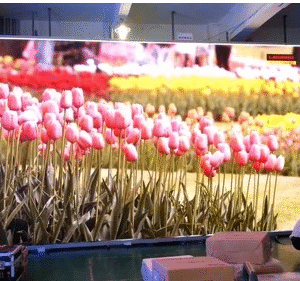 Indoor Led Video Wall In Patiala